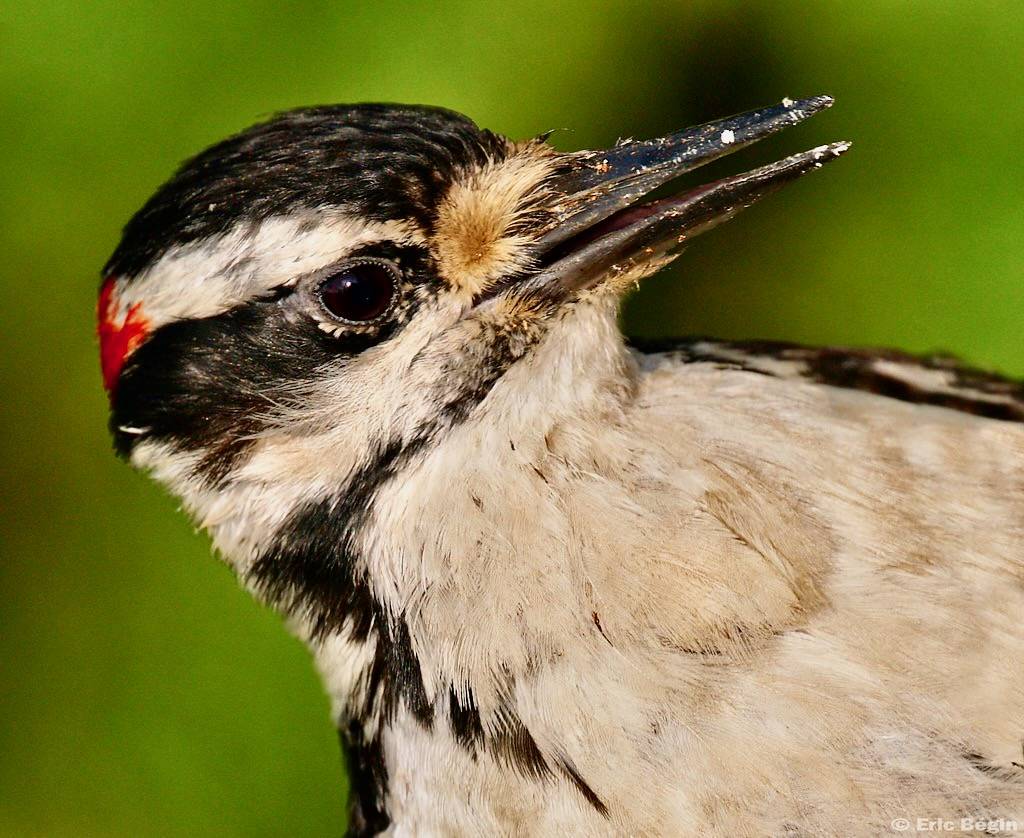 Hairy Woodpecker portrait by Eric Bégin is licensed under CC BY-NC-ND 2.0